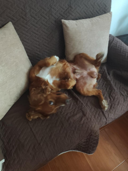 Bruno
