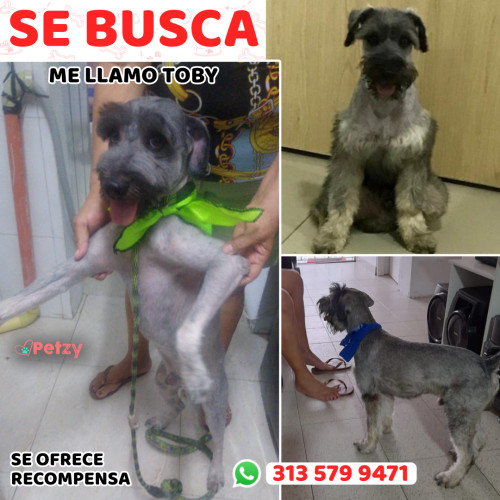 Foto de mascota Toby