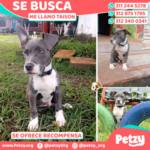 Foto de mascota Taison