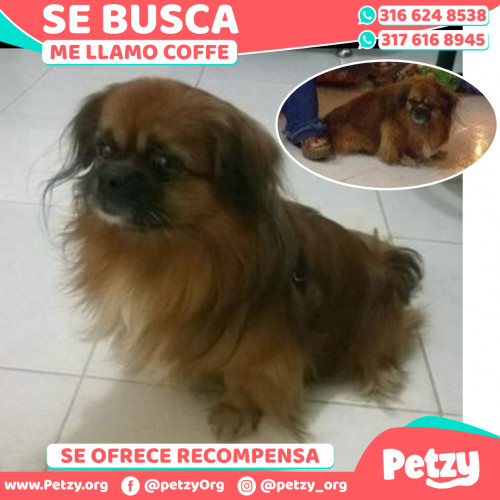 Foto de mascota Coffe