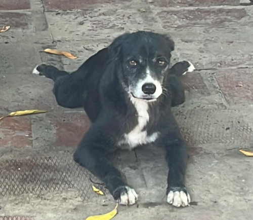 Coronel
