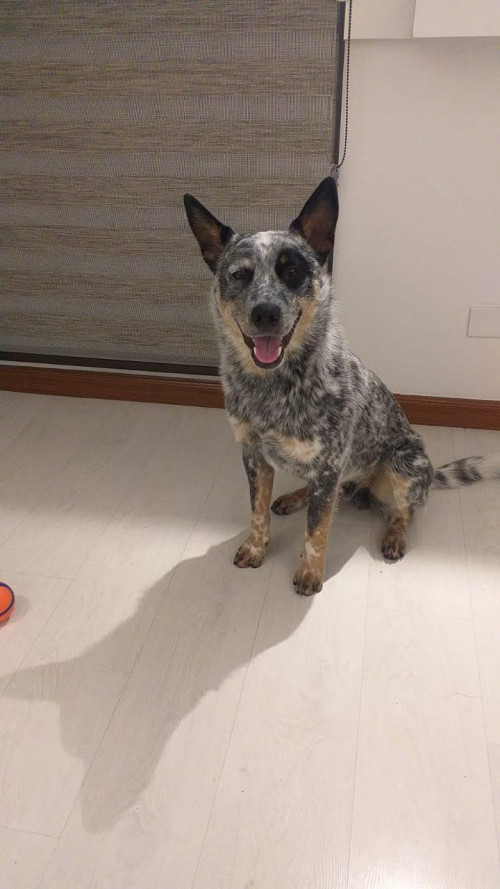 Mordú