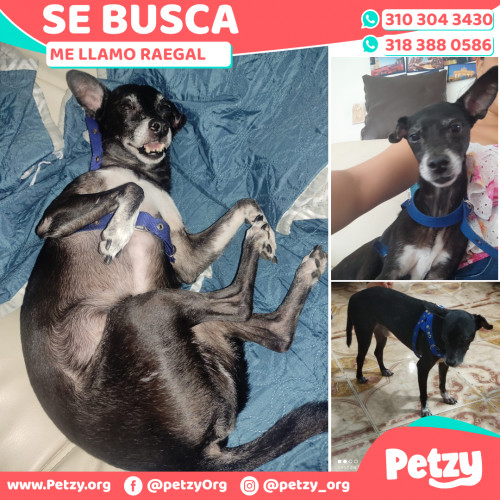 Foto de mascota Raegal