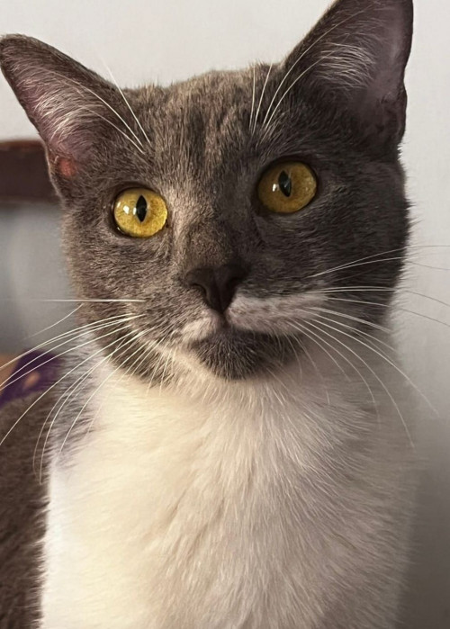 Lilu