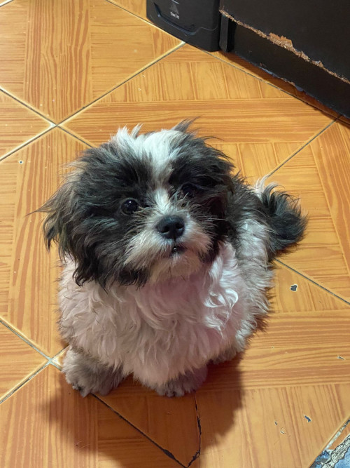 Romeo