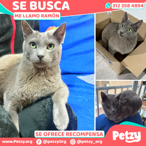 Foto de mascota Ramón