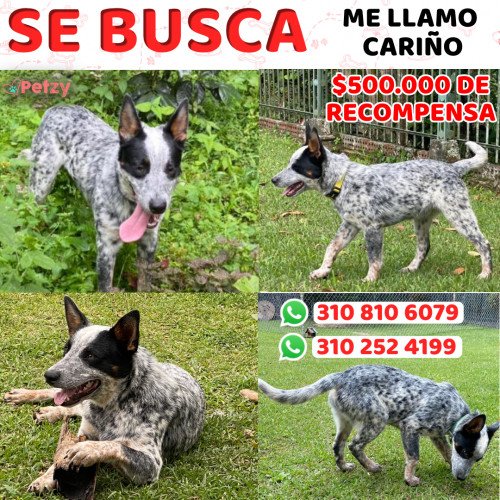 Foto de mascota Cariño