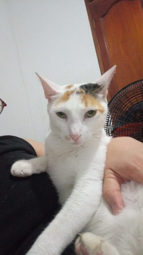 Hera