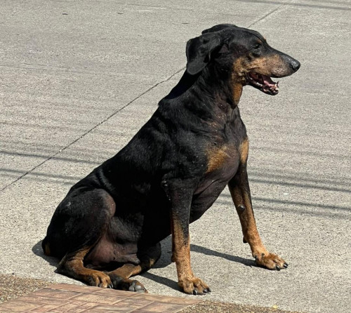 Ringo