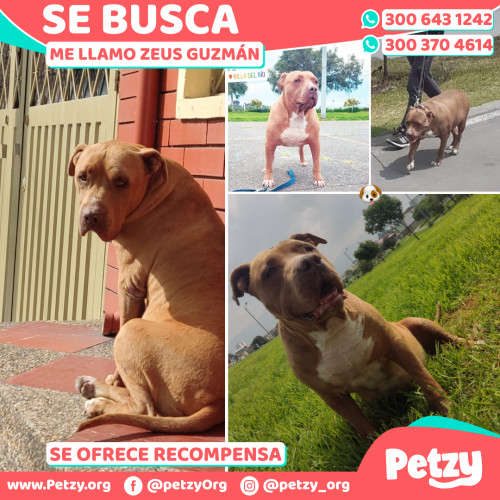 Foto de mascota Zeus Guzmán