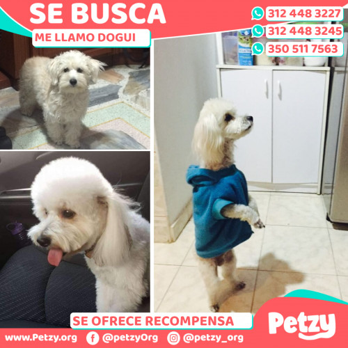 Foto de mascota Dogui