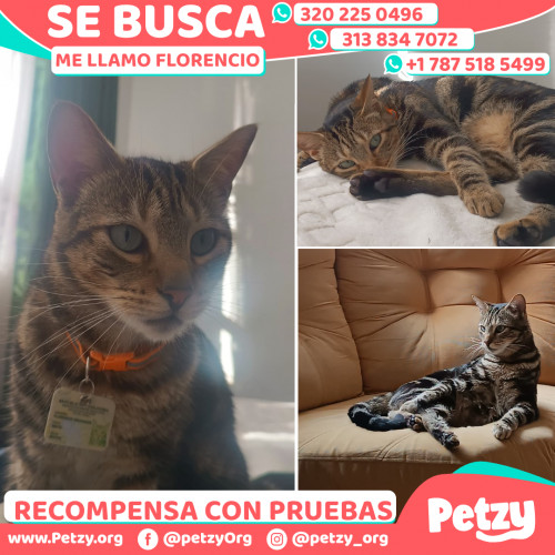 Foto de mascota Florencio