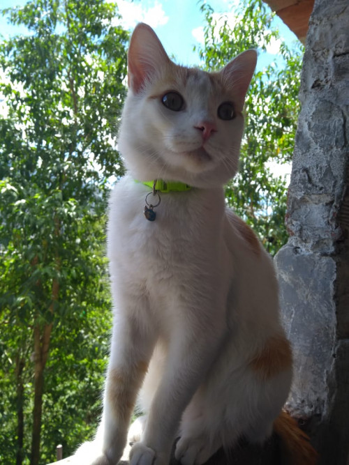 Milu