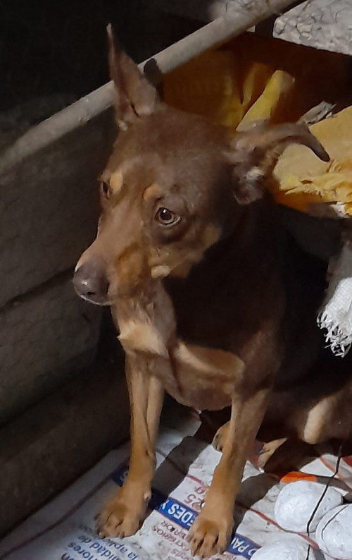 Canela