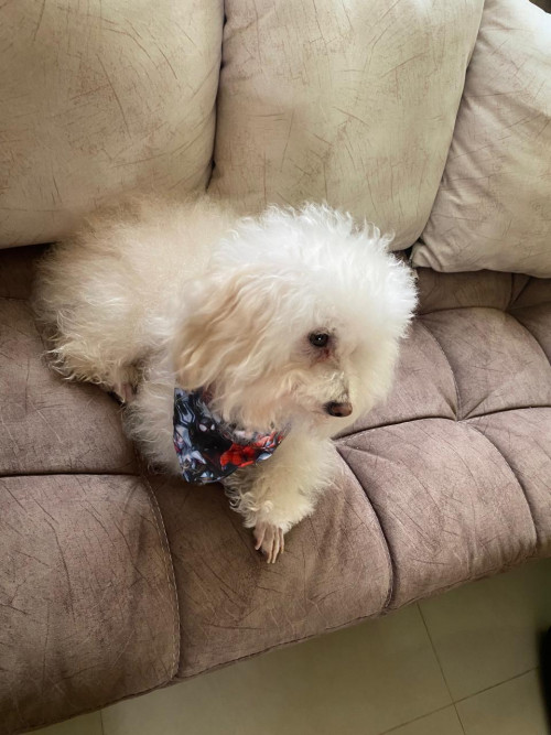 Tommy
