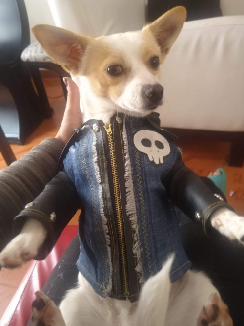 Apolo