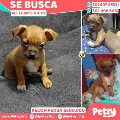 Foto de mascota Nicky