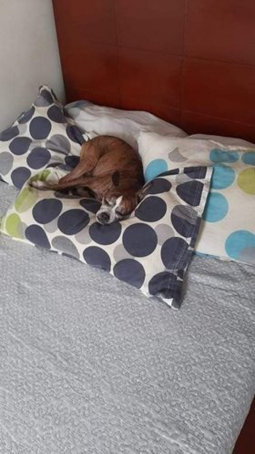 Milo