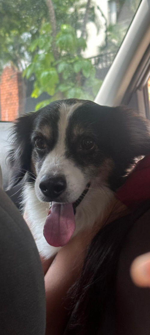 Lupo