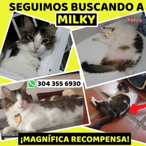 Foto de mascota Milky