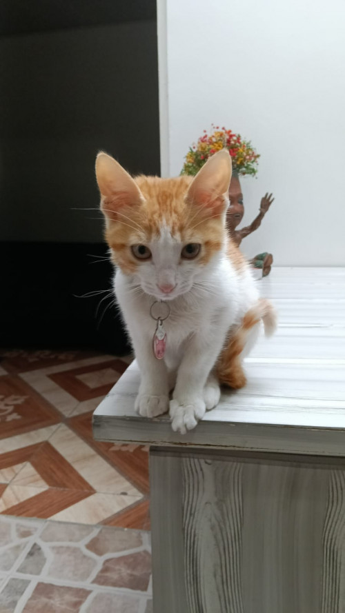 Martin