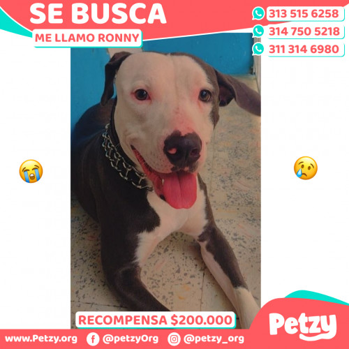 Foto de mascota Ronny