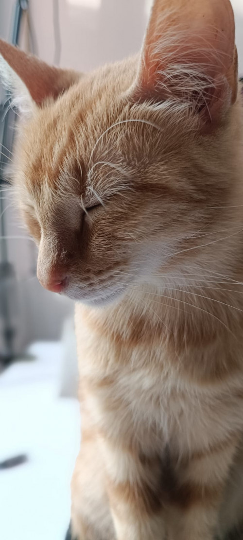 Maqui