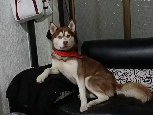 Apolo
