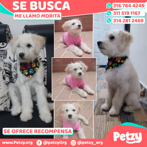 Foto de mascota Morita