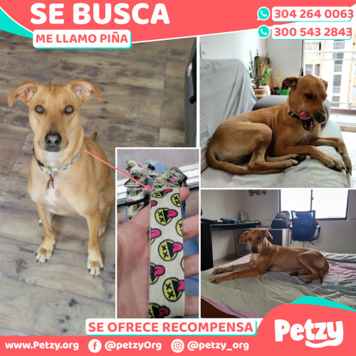 Foto de mascota Piña