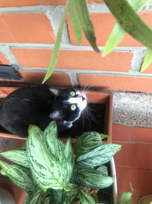 Menta