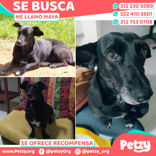 Foto de mascota Maya