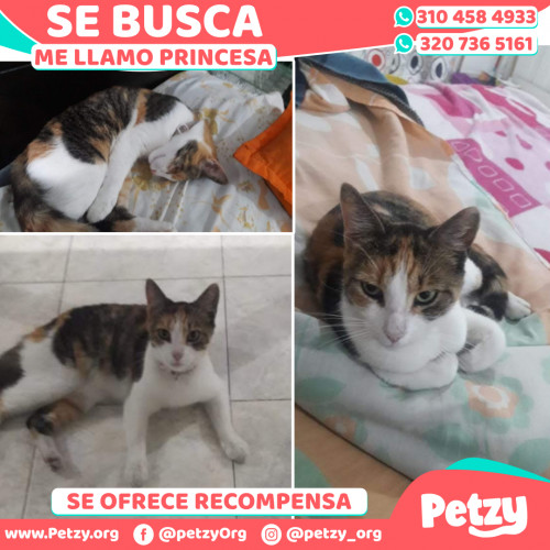 Foto de mascota Princesa