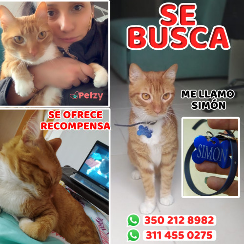 Foto de mascota Simón