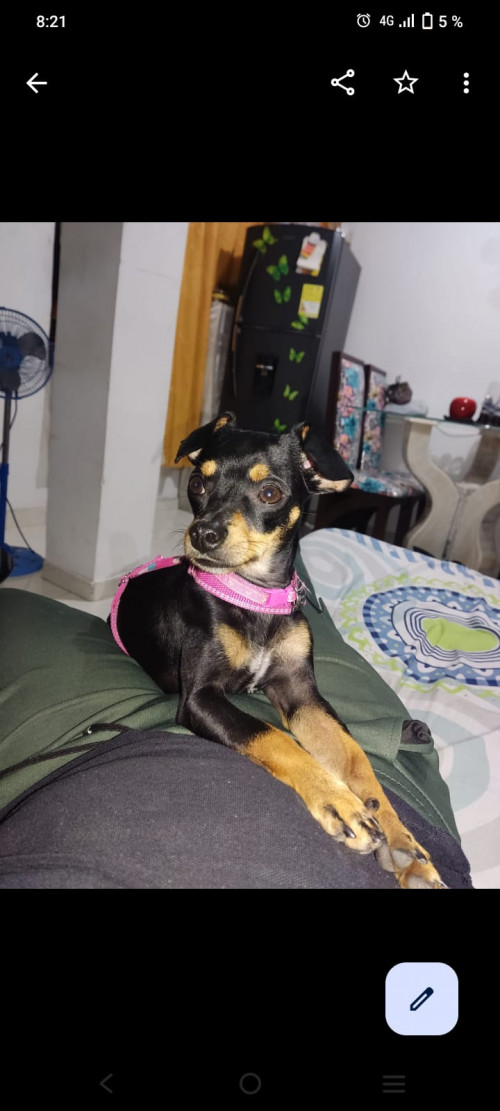 Maya
