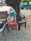 Foto de Blanquita en Cartagena de Indias Bolívar #3