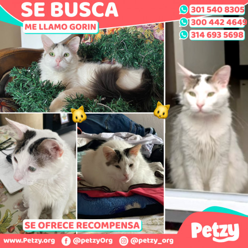 Foto de mascota Gorin