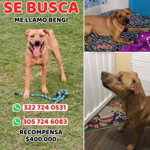 Foto de mascota Bengi