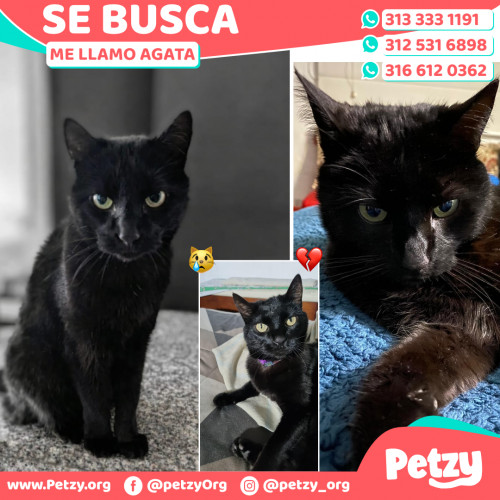 Foto de mascota Agata