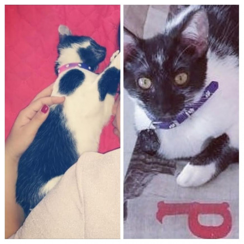 Perla