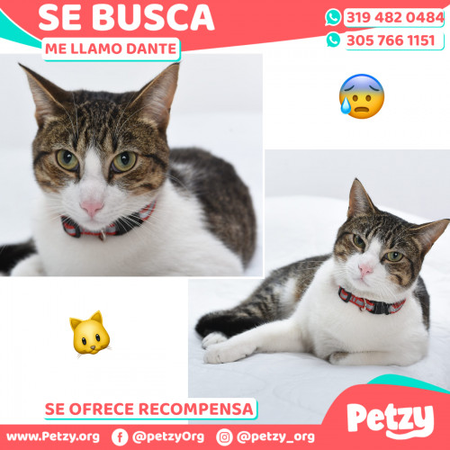 Foto de mascota Dante