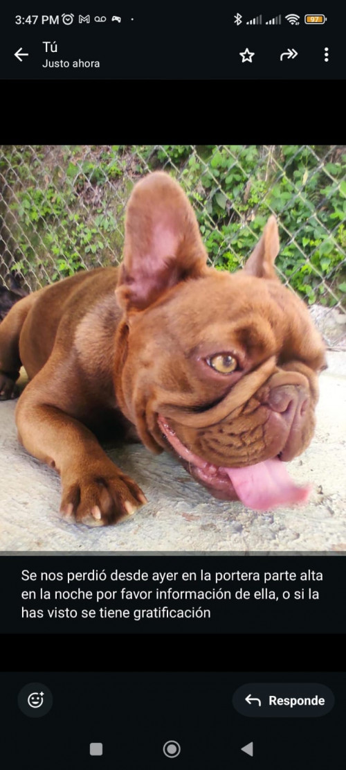 Mocca