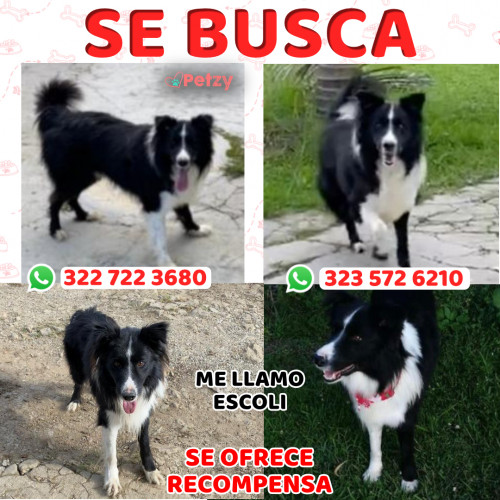 Foto de mascota Escoli