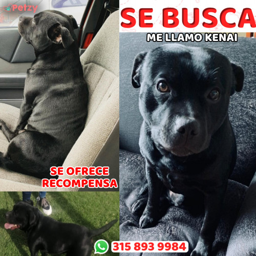 Foto de mascota Kenai