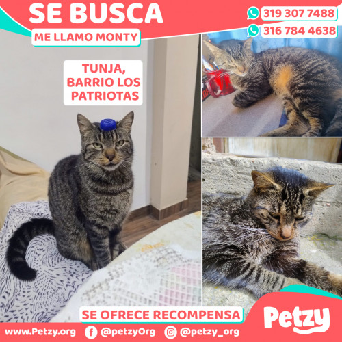 Foto de mascota Monty