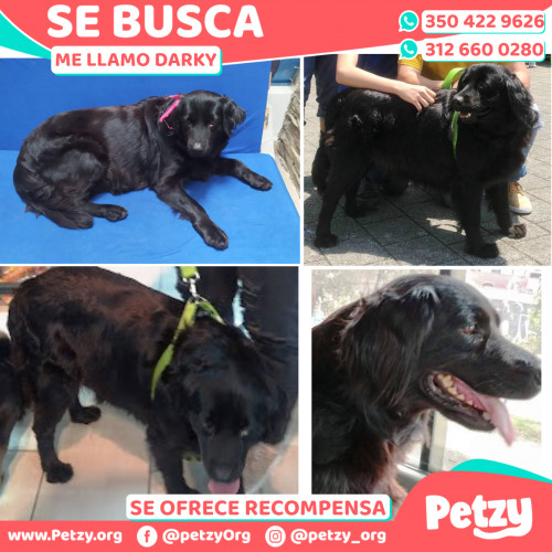 Foto de mascota Darky