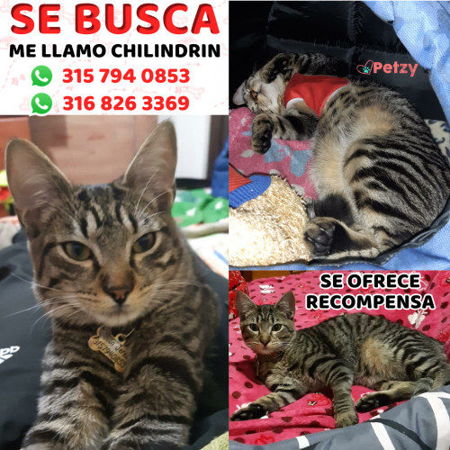 Foto de mascota Chilindrin