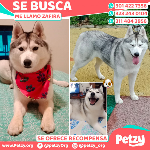 Foto de mascota Zafira