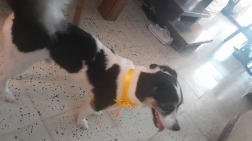 Lupo