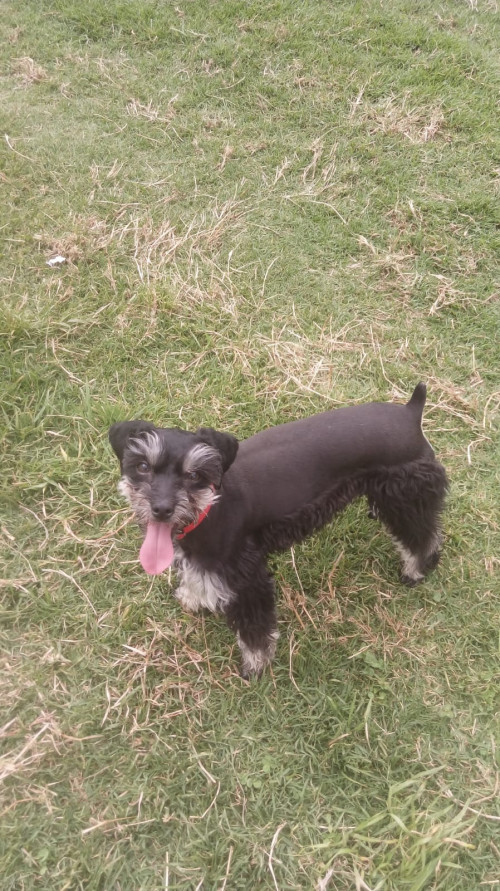 Princesa